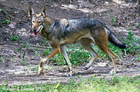 red wolf